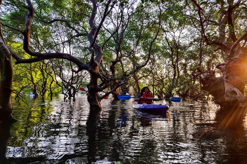 Kayaking in Goa – Backwaters & Bay Trails by Bayview
